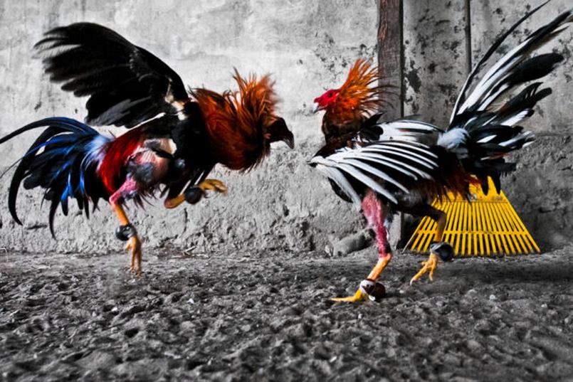 Chăm sóc, huấn luyện gà cựa sắt đúng cách giúp gà chọi có thêm uy lực trên “chiến trường”